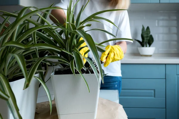 Vrouw tuinieren neemt zorg huis planten in de keuken Rechtenvrije Stockfoto's