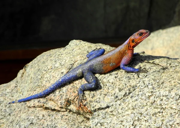 Red Agama on the rock — Stock Photo, Image