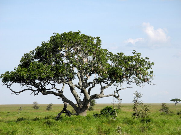Savannah tree landscape