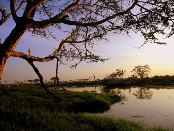 Puesta de sol en un lago durante el safari —  Fotos de Stock