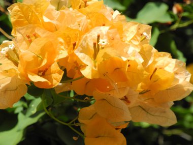 Microscoop in bio labSarı bougainvillaea