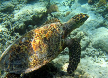 deniz kaplumbağası Hint Okyanusu'nda Yüzme