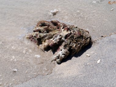 Sahilde ölü mercan