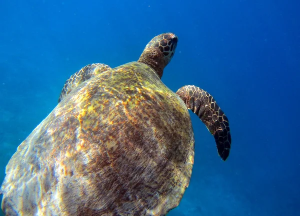 Морская черепаха в Индийском океане — стоковое фото