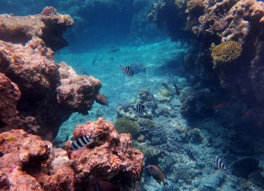 Kızıl denizdeki mercan resifi, kızıl deniz, Mısır