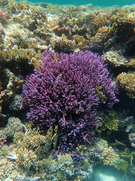 Underwater Coral Red Sea Egypt — Stock Photo, Image