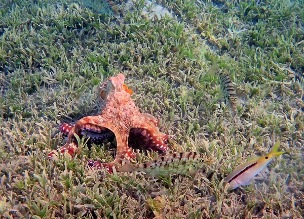 Cena Subaquática Recife Coral Mar Octopus — Fotografia de Stock