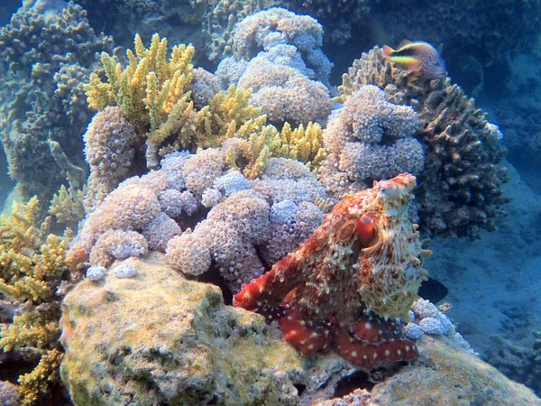 Underwater Scene Coral Reef Sea Octopus — Stock Photo, Image