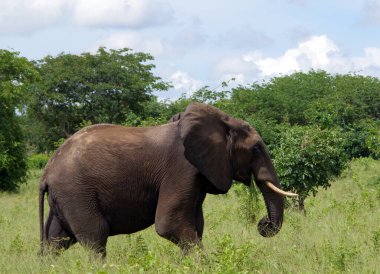 Kenya savanındaki fil