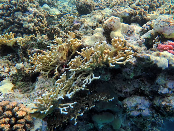 Arrecife Coral Mar Rojo Egipto — Foto de Stock