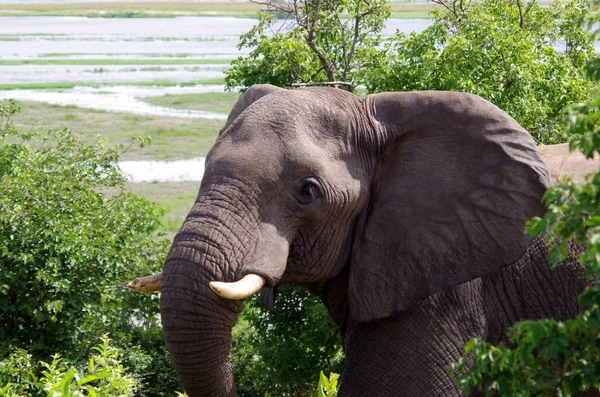 Olifant Jungle Afrika — Stockfoto