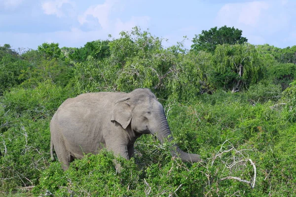 Ελέφαντας Στη Σαβάνα Του Κένυα — Φωτογραφία Αρχείου