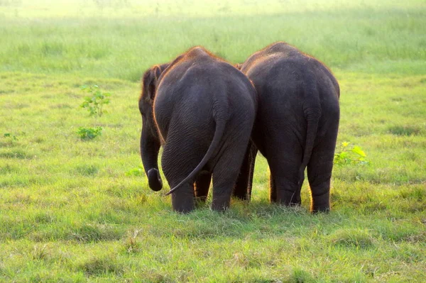 Młode Słonie Zielonej Trawie — Zdjęcie stockowe