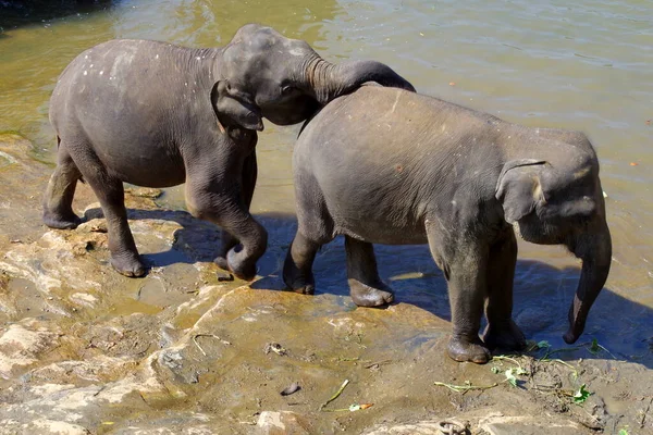 elephant in the water, Sri Lanka