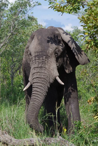 Afrikaanse Olifant Savanne Van Kenya — Stockfoto