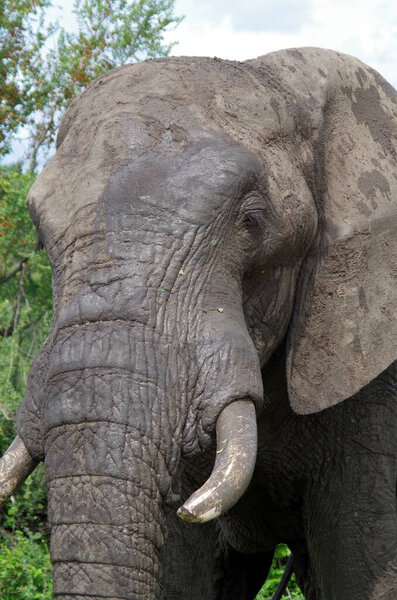 Elephant in the savannah of kenya