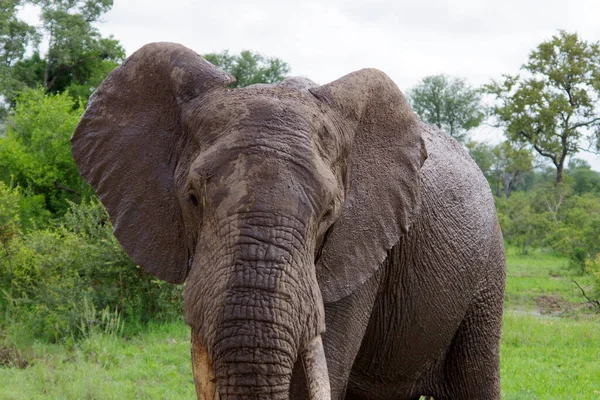 Afrikaanse Olifant Savanne Van Kenya — Stockfoto