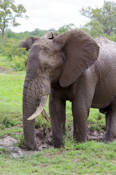 Olifant Savanne Van Kenya — Stockfoto