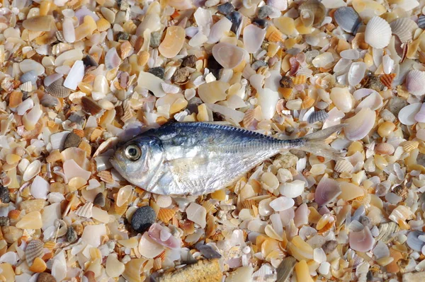 Fish Shells Beach — Stock Photo, Image