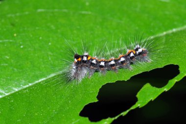 Vahşi doğada böceğe yakın çekim - Tırtıl