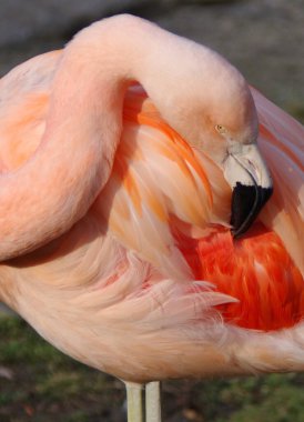 Hayvanat bahçesinde pembe flamingo