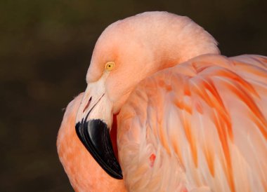 pembe flamingo yakın çekim