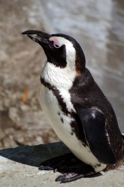Kumsaldaki siyah kafalı penguen.