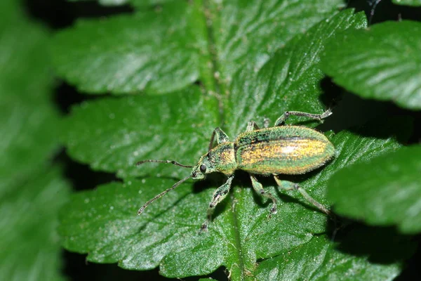 Closeup Shot Beautiful Insect Macro Shot — Stock Photo, Image