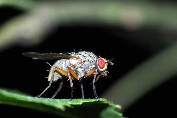 Närbild Fluga Vild Natur Makro Skott — Stockfoto