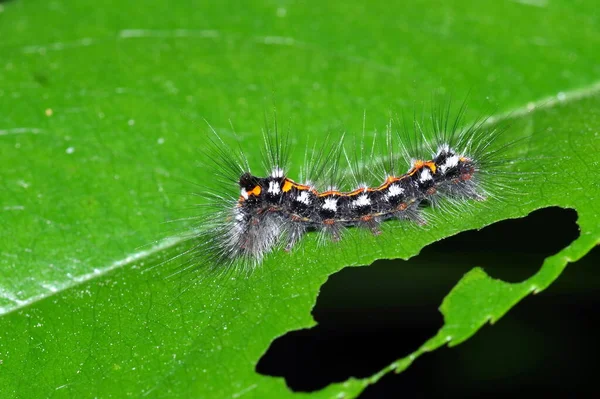 Vahşi doğada böceğe yakın çekim - Tırtıl