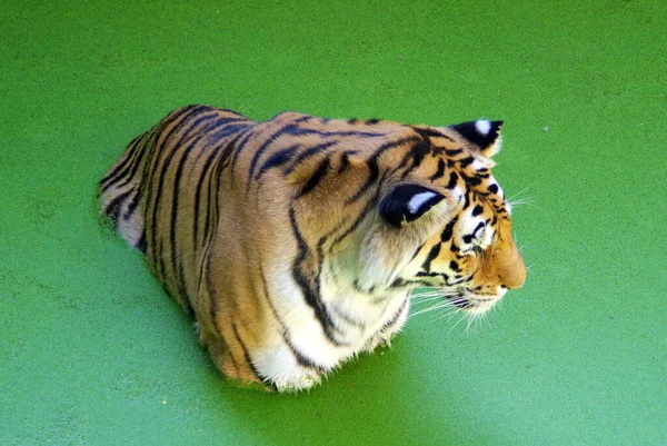 Harimau Berenang Air Hijau — Stok Foto