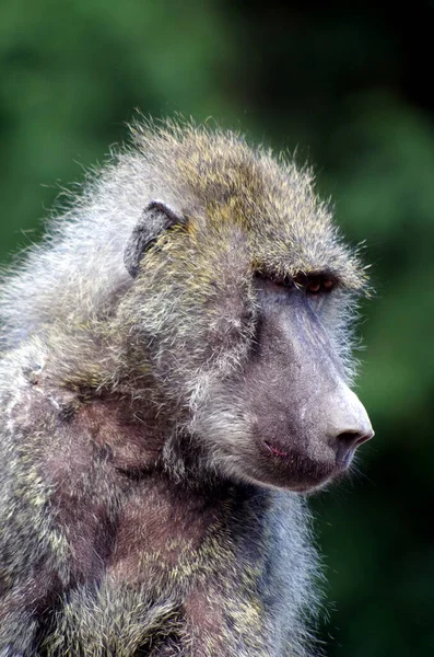 Een Close Shot Van Een Schattige Harige Aap — Stockfoto