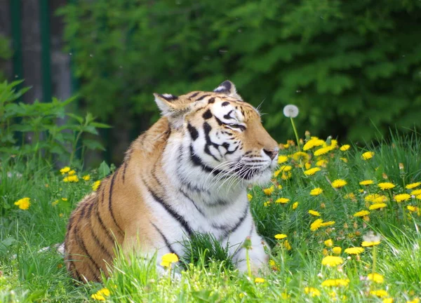 Tigre Del Bengala Allo Zoo — Foto Stock