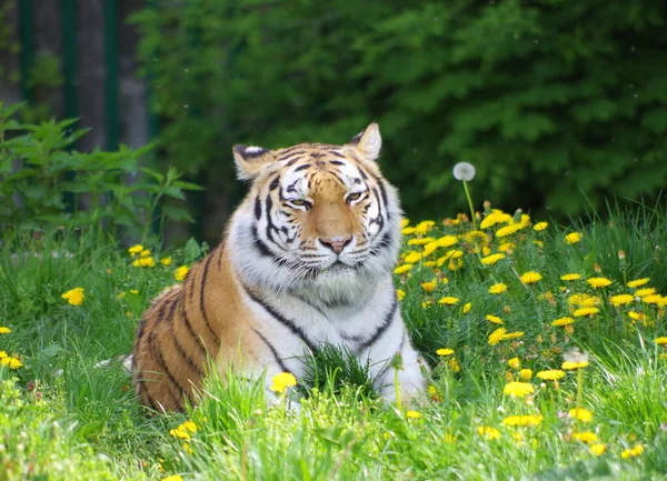 Tigre Bengala Zoológico — Fotografia de Stock