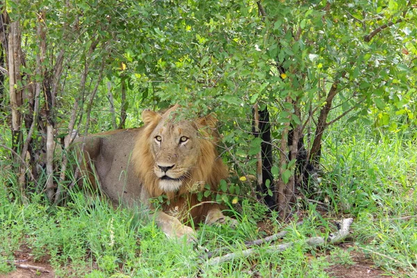 Una Hermosa Toma León Sabana Kenya —  Fotos de Stock