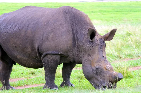 Een Grote Zwarte Neushoorn Savanne Van Afrika — Stockfoto