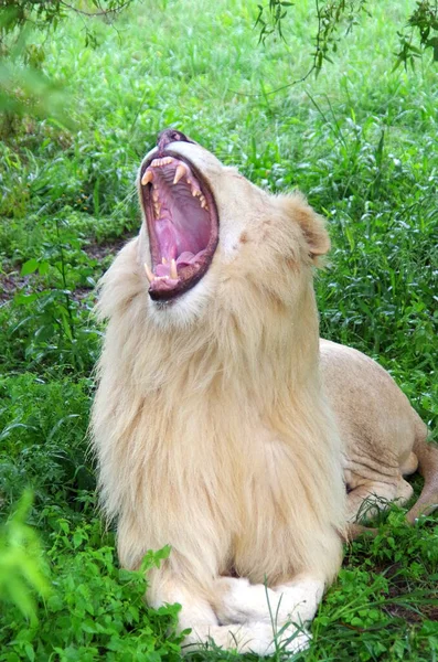Leão Branco Bocejando Mostrando Dentes Grandes — Fotografia de Stock