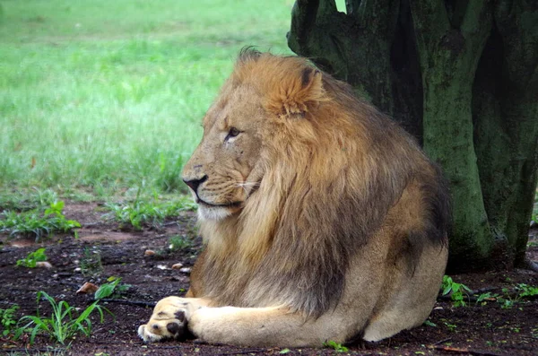 Primer Plano Joven León Macho Acostado Sobre Una Hierba Verde —  Fotos de Stock