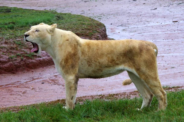 Weiße Löwin Zoo Kruger Park — Stockfoto