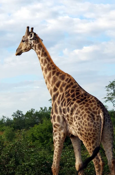 长颈鹿在肯亚的草原上 — 图库照片