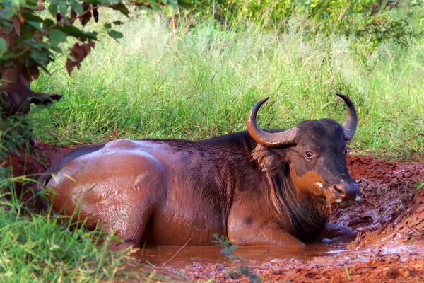 Buffels Het Veld Bedekt Met Modder — Stockfoto