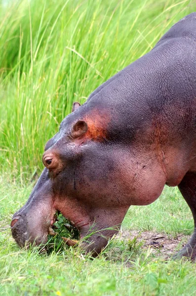 Een Close Shot Van Een Nijlpaard Het Groene Gras — Stockfoto