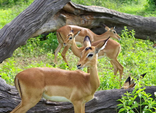 Eine Gruppe Junger Süßer Weiblicher Impalas — Stockfoto