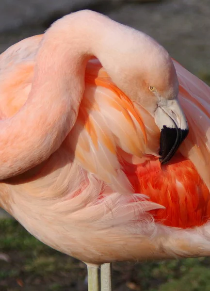 Hayvanat Bahçesinde Pembe Flamingo — Stok fotoğraf