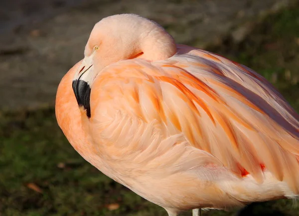 Hayvanat bahçesinde pembe flamingo