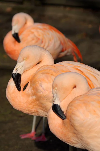 Gros Plan Groupe Flamants Roses — Photo