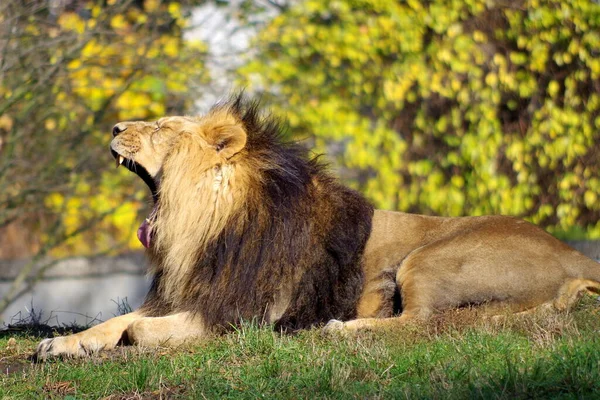 León Macho Descansando Zoológico —  Fotos de Stock