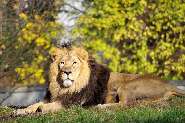 Leão Macho Descansando Zoológico — Fotografia de Stock