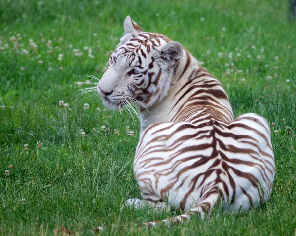 Tigre Blanc Dans Zoo — Photo