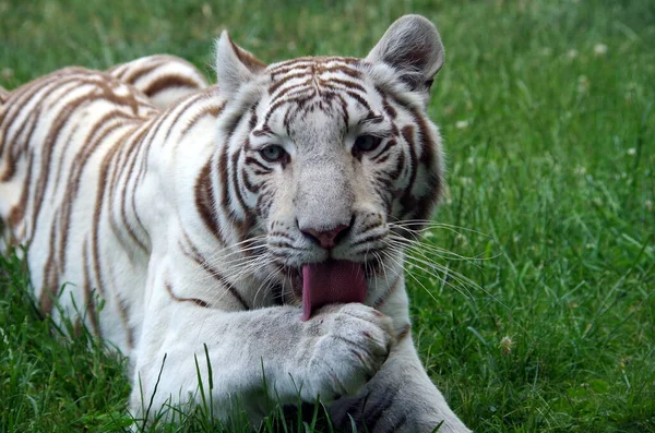 Закрыть Белый Тигр — стоковое фото